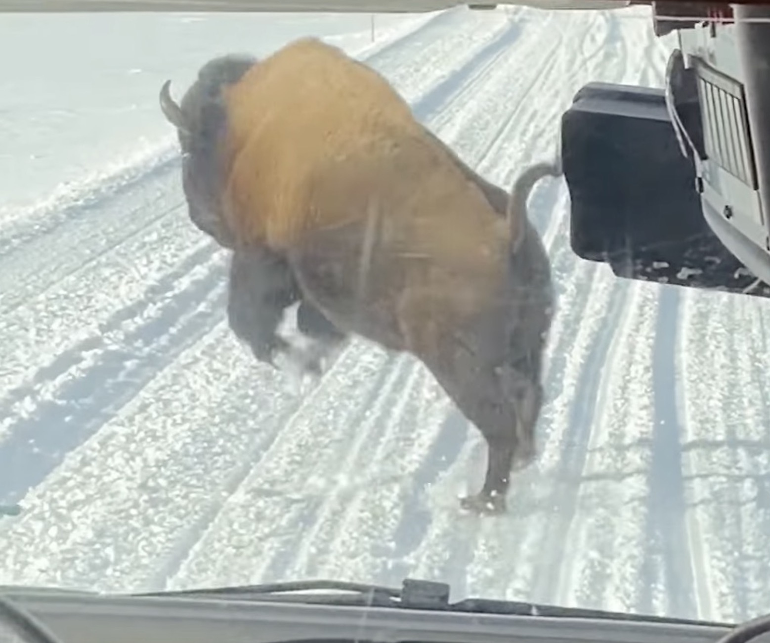 Bison Throws Tantrum After Charging Bus in Yellowstone National Park