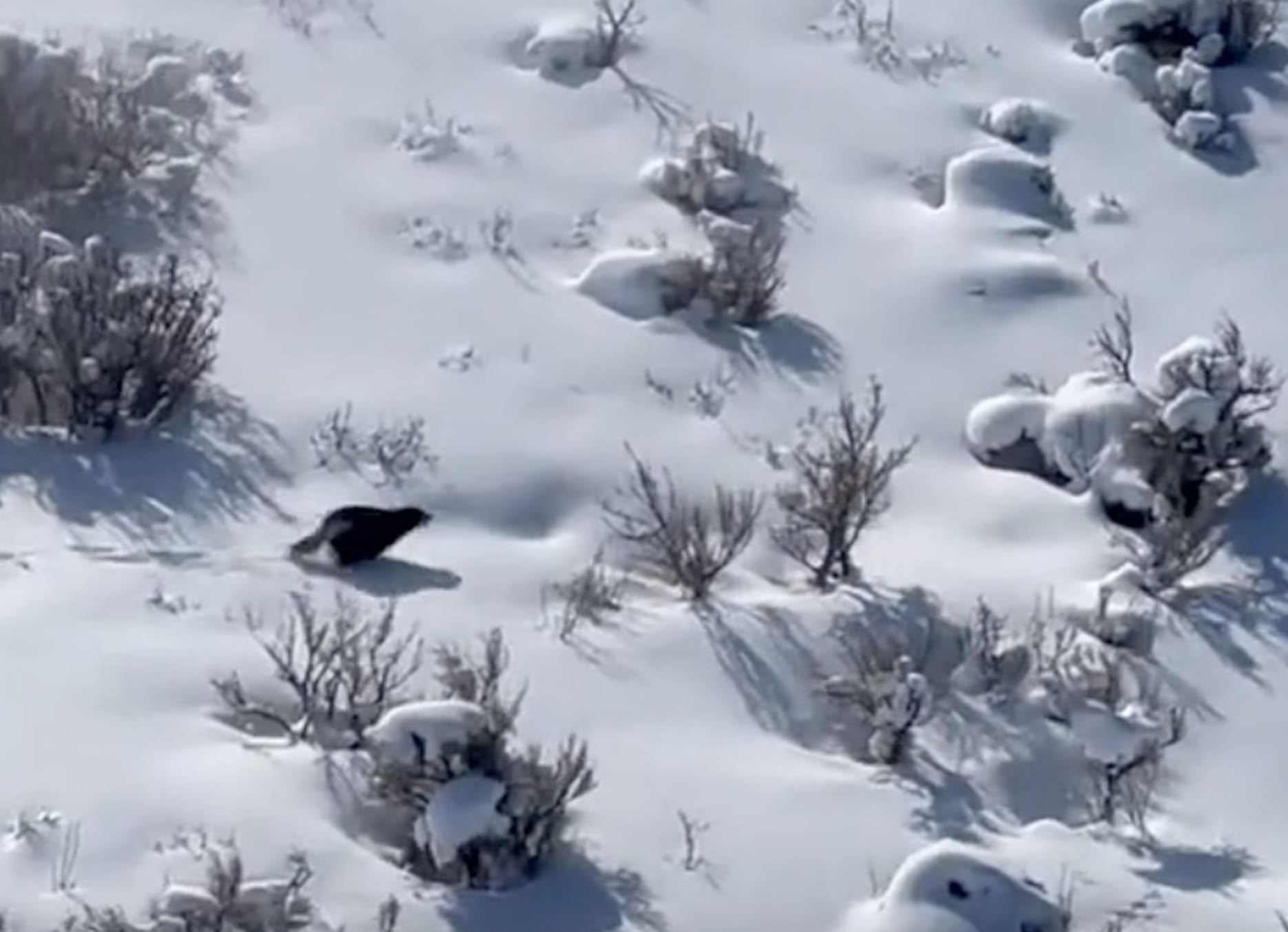 Wolverine chased by a helicopter in Utah.