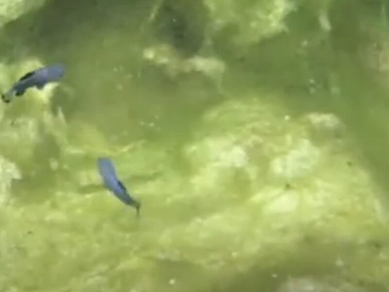 Devils Hole Pupfish.