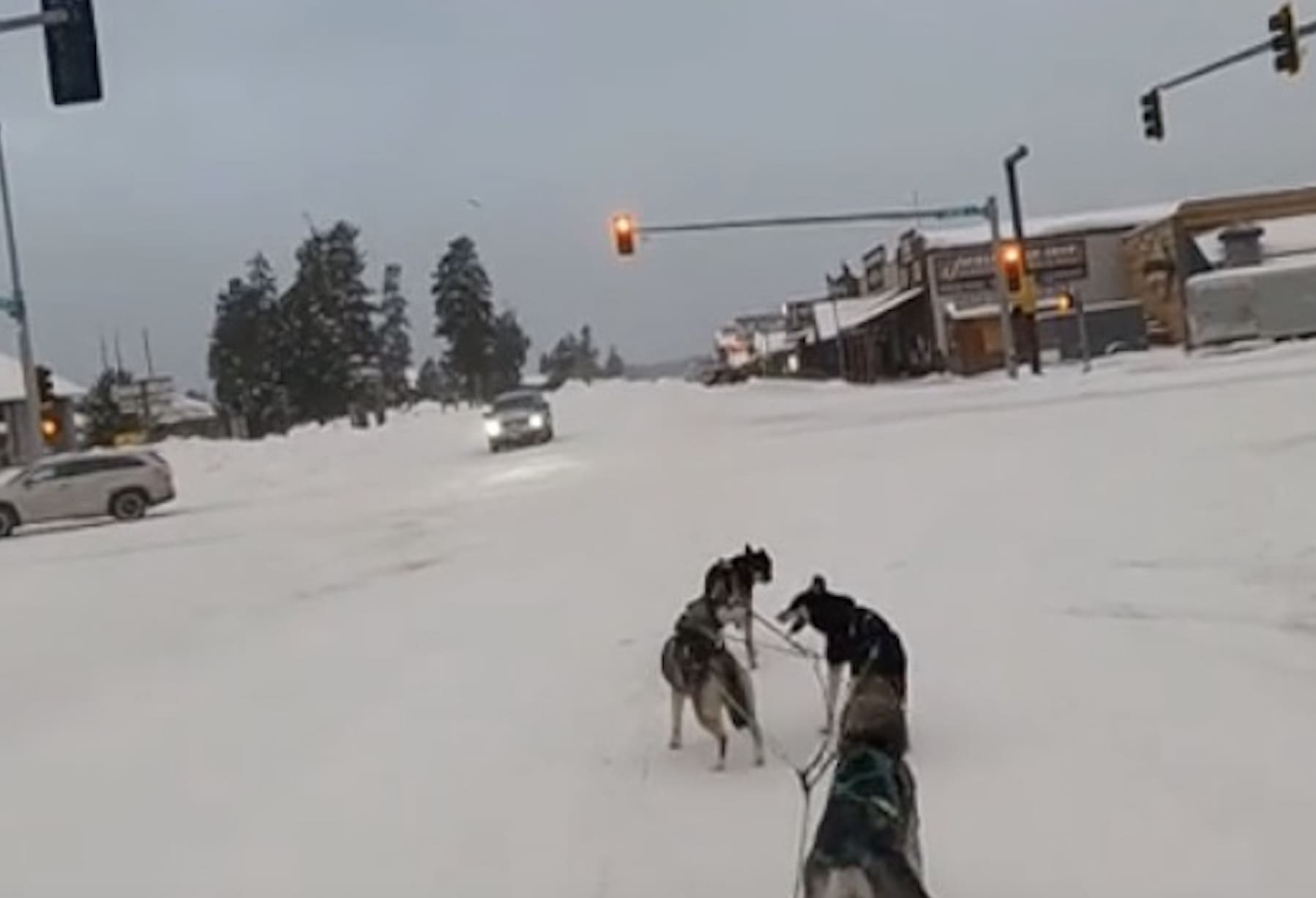 Sled dogs wait at a red light.