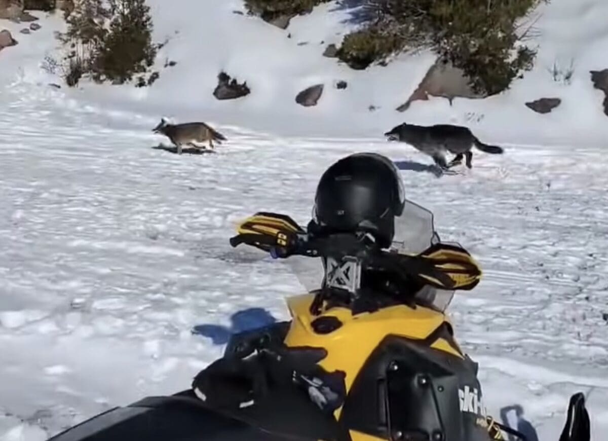 Wolf chases coyote in Ontario.