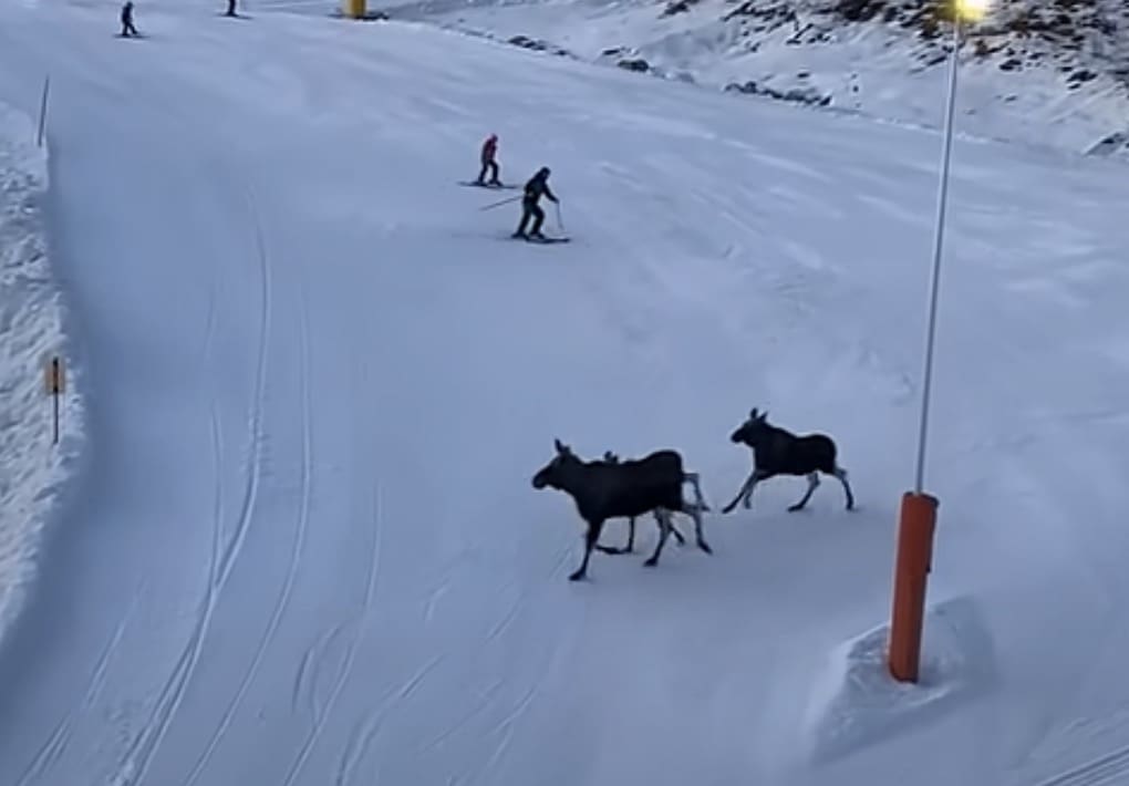 Skiers encounter moose at Swedish ski resort.