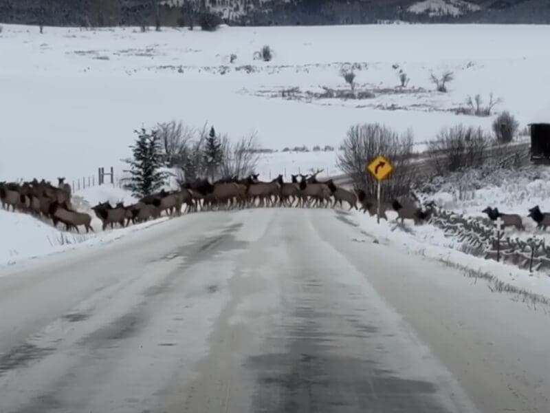 Massive elk herd crosses road in Montana
