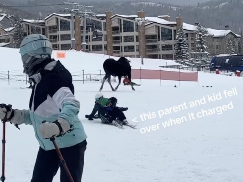 Moose charges skiers @ Steamboat Ski Resort