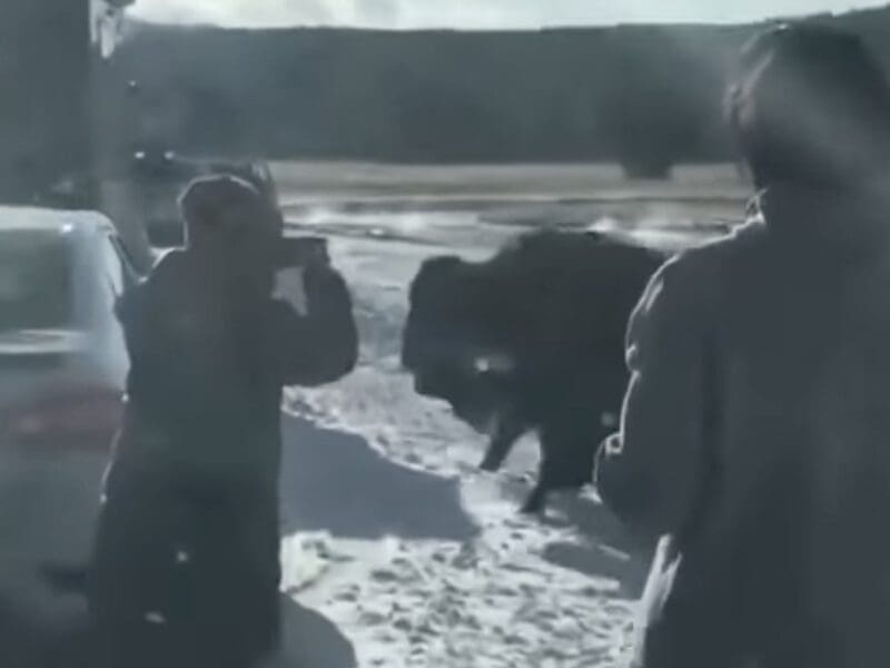 Winter tourists approach bison @ Yellowstone National Park