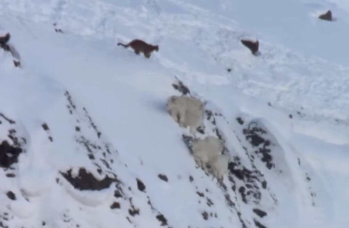 Mountain lions avoid mountain lion on steep cliffs @ Yellowstone National Park