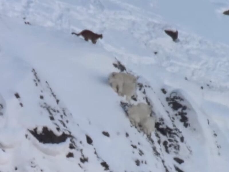 Mountain lions avoid mountain lion on steep cliffs @ Yellowstone National Park