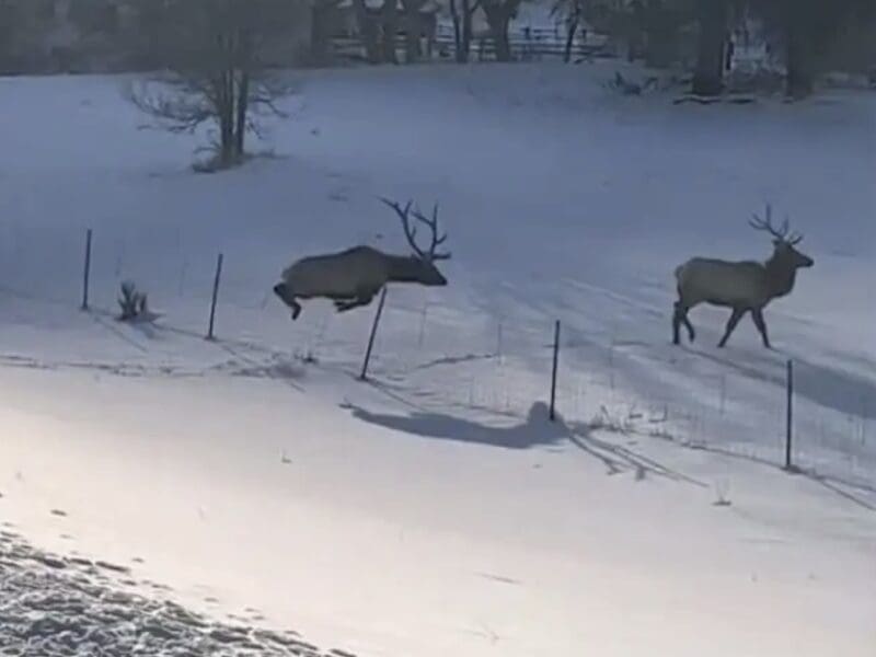 People help rescue a stuck elk.