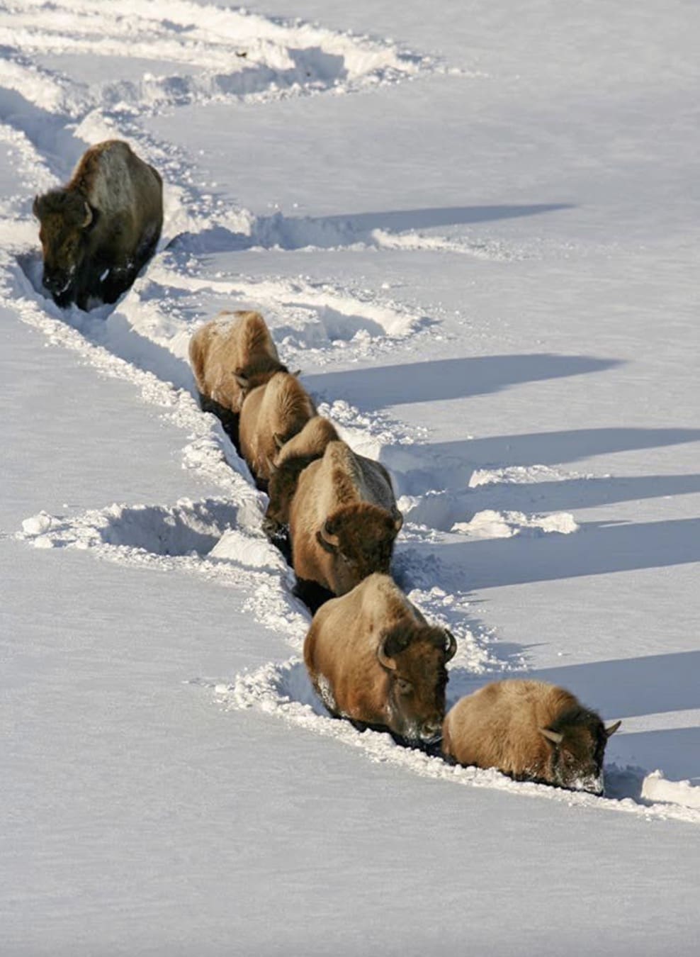 Bison herd plows through snow at Yellowstone National Park.