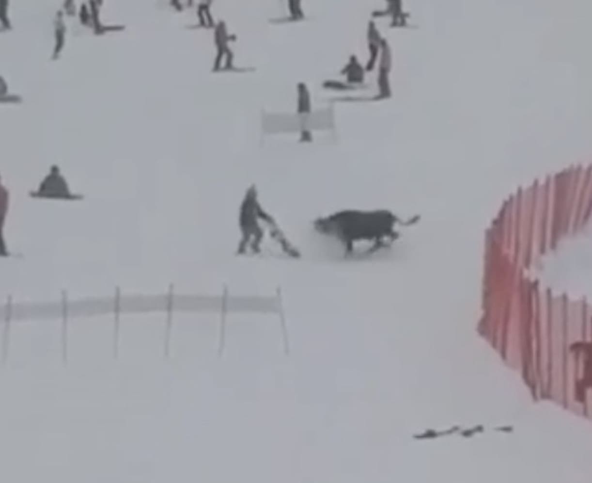Bull charges at a snowboarder.