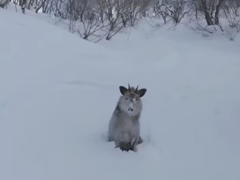 Japanese serow in the wild.