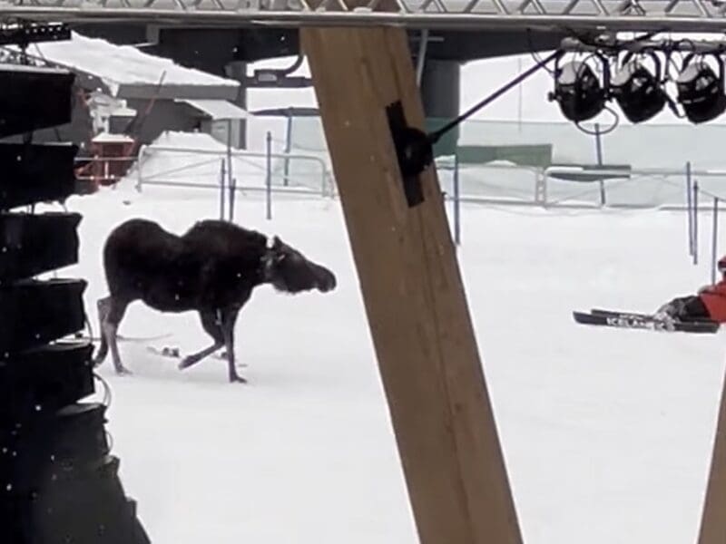 Moose at Steamboat.