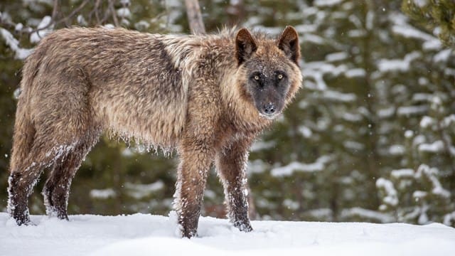 Howling illegal at Yellowstone National Park