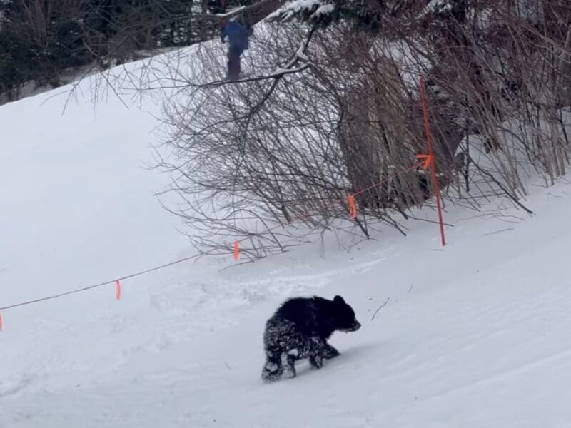 Bear cub @ Whiteface Ski Resort