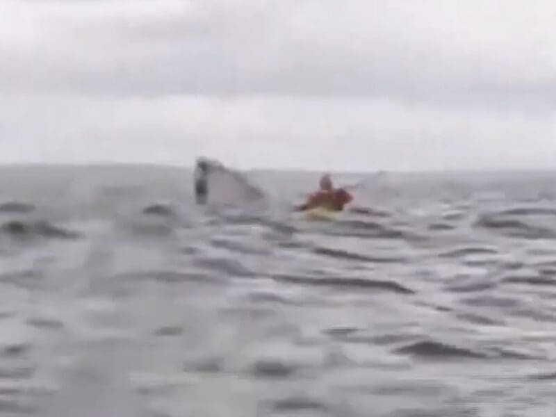Kayaker swallowed by whale 2025