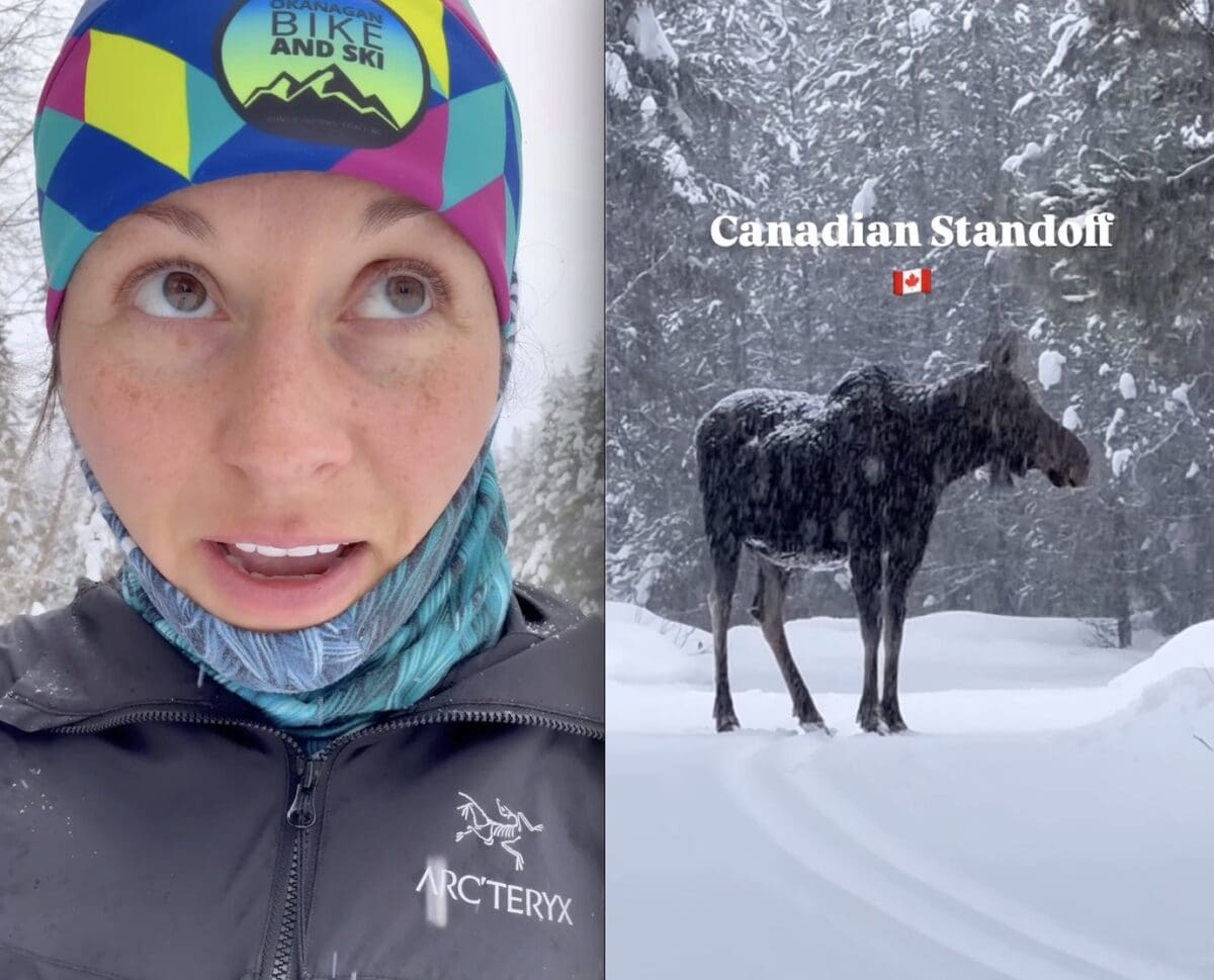Canadian standoff with cross country skier and moose.
