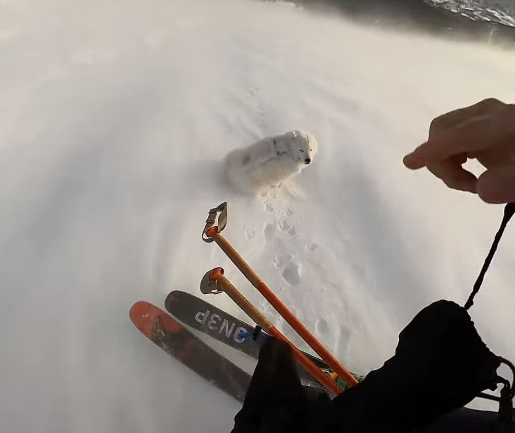 Samoyed dog love skiing