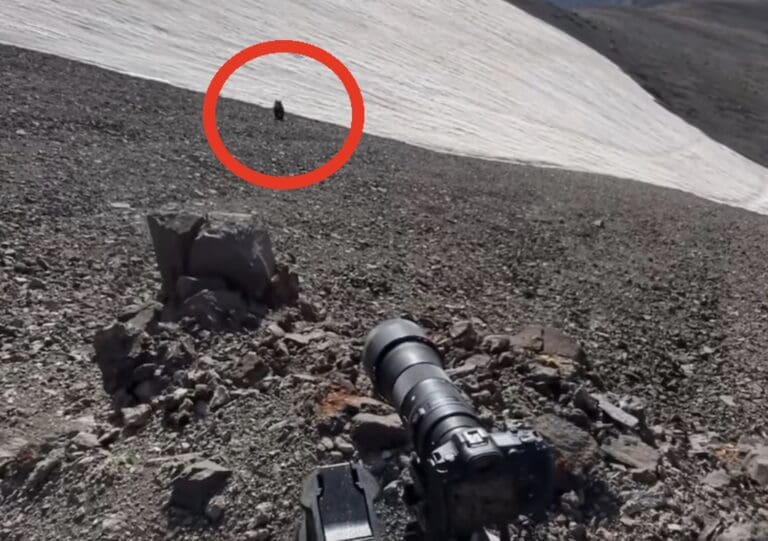 Photographer armed with bear spray approached by grizzly.