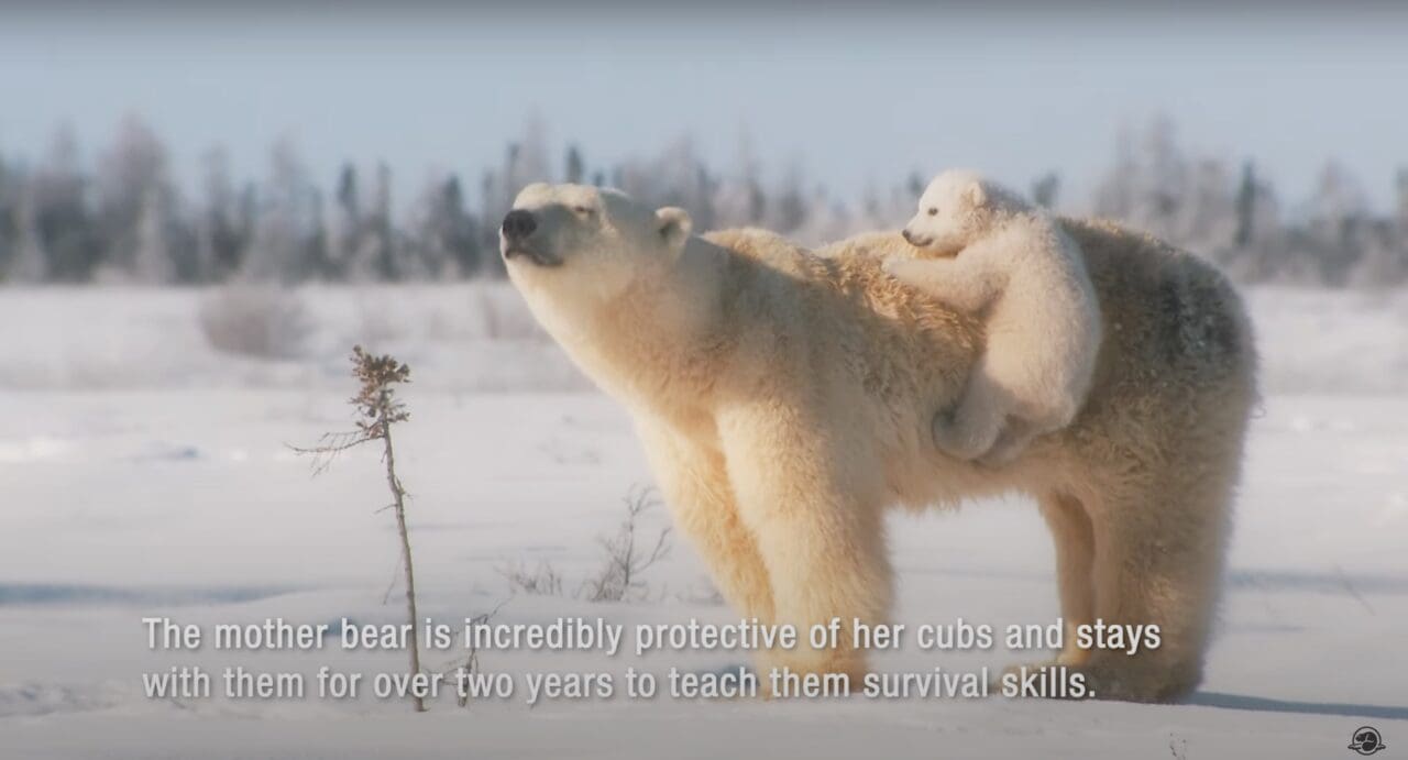 International Polar Bear Day (Feb 27th)