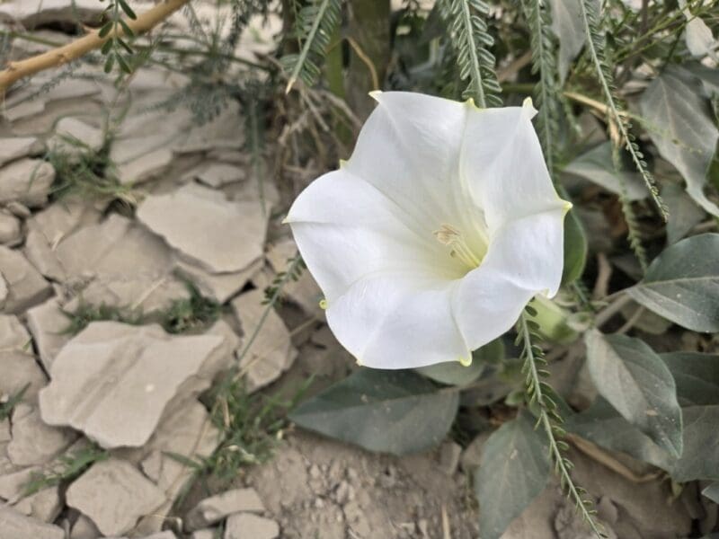 Sacred Datura.
