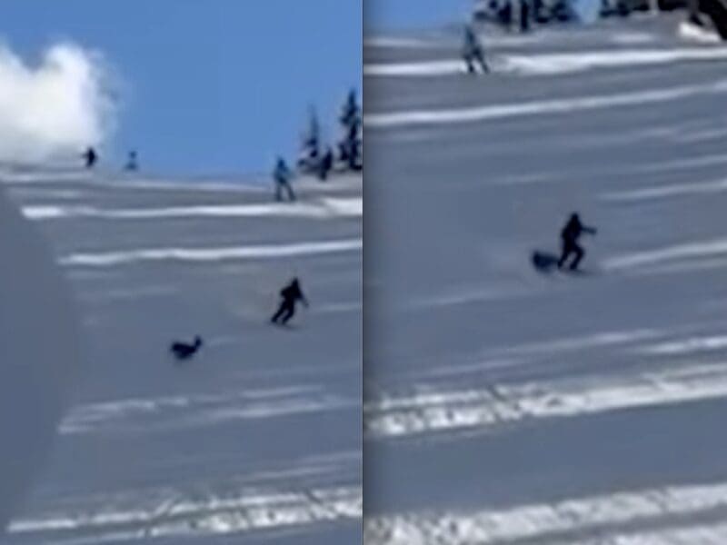 Skier narrowly avoids collision with deer.