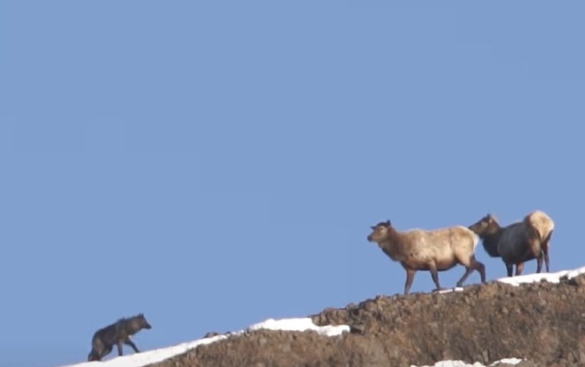 Elk stand their ground.