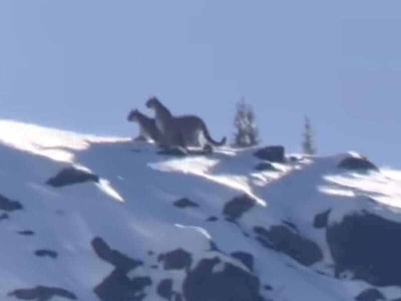 Mountain lions explore mountain top snow @ Yellowstone National Park.