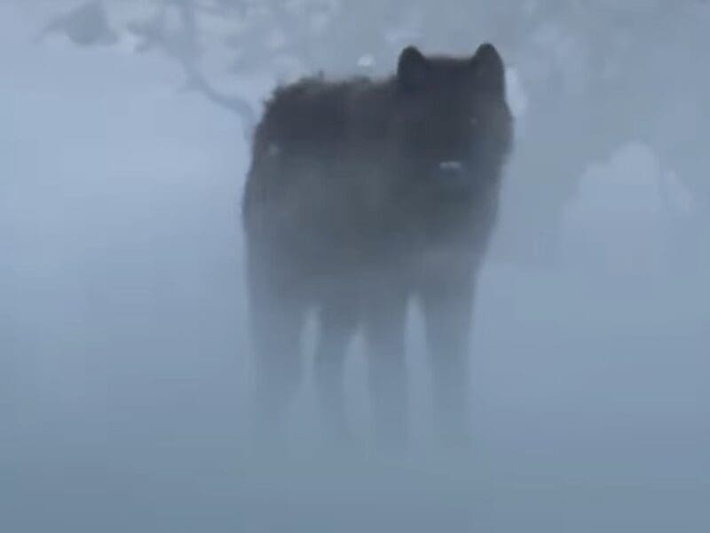 Black wolf @ Yellowstone National Park.