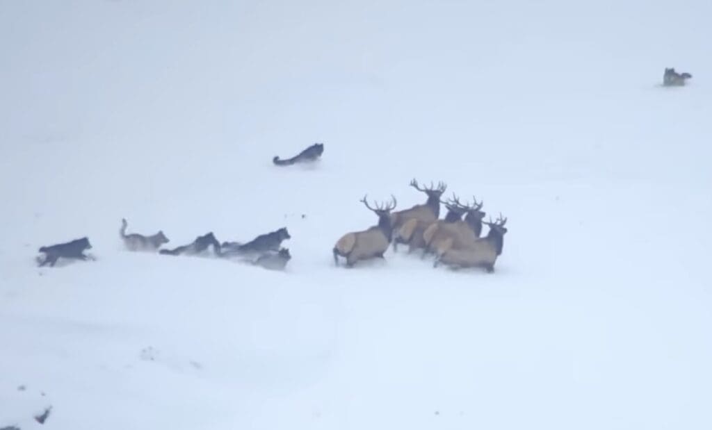 Wolves chase after bull elk @ Yellowstone National Park.