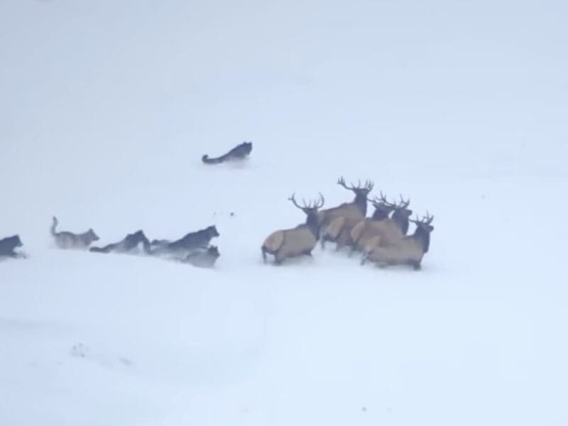 Wolves chase after bull elk @ Yellowstone National Park.