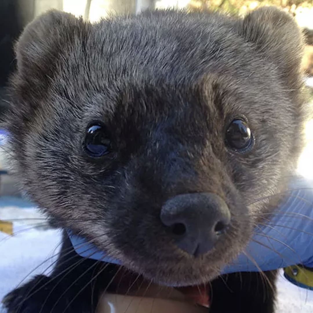 Pacific Fishers @ Yosemite National Park