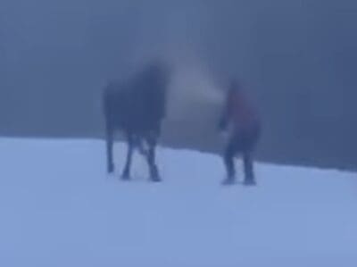 Walker bear sprays moose @ Jackson, Wyoming