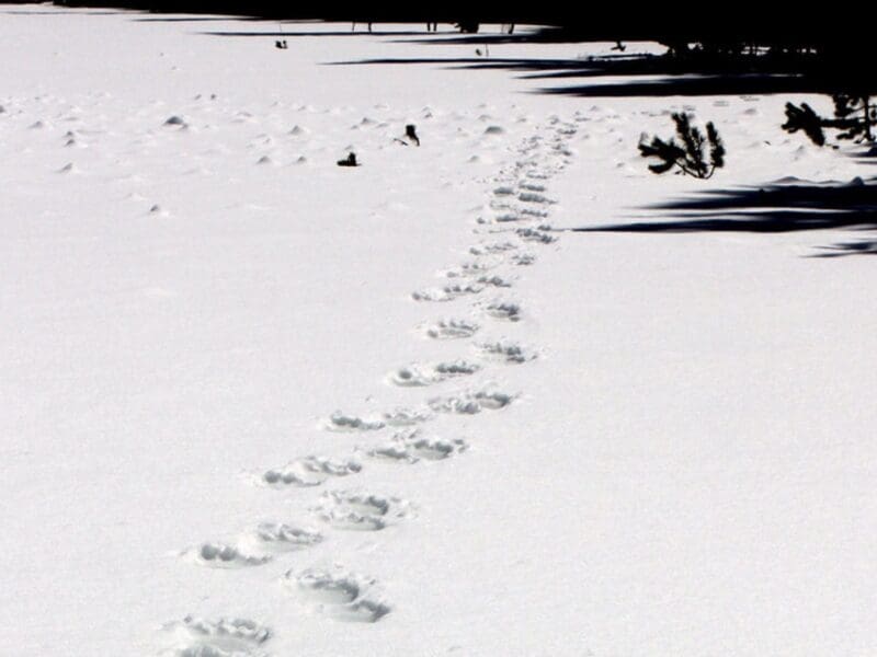 Grizzly bears waking up from hibernation @ Yellowstone National Park