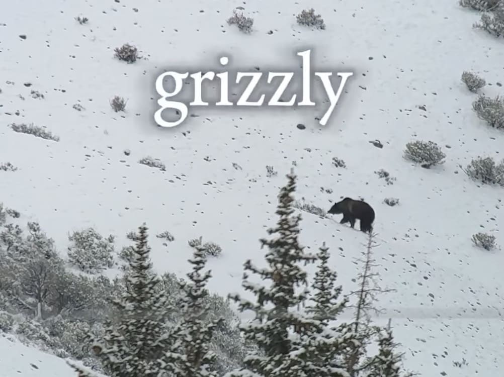 Spring grizzly bears @ Jackson Hole, Wyoming