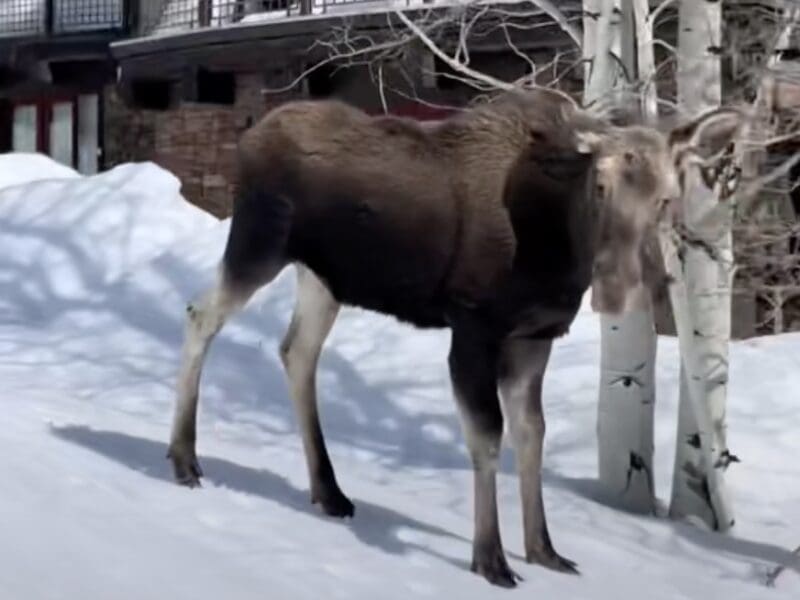 Moose charges skier @ Jackson Hole