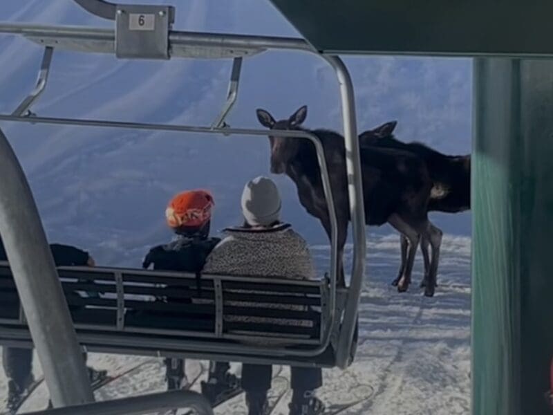 Moose stops chairlift @ Deer Valley Ski Resort