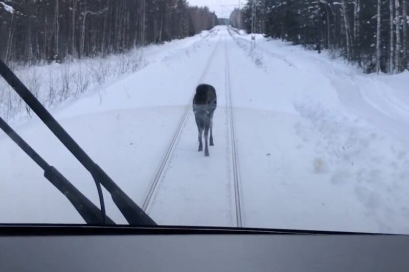 Juvenile moose attempts to intimidate train
