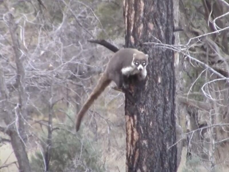 White-nosed Coati attacks hiker in Arizona