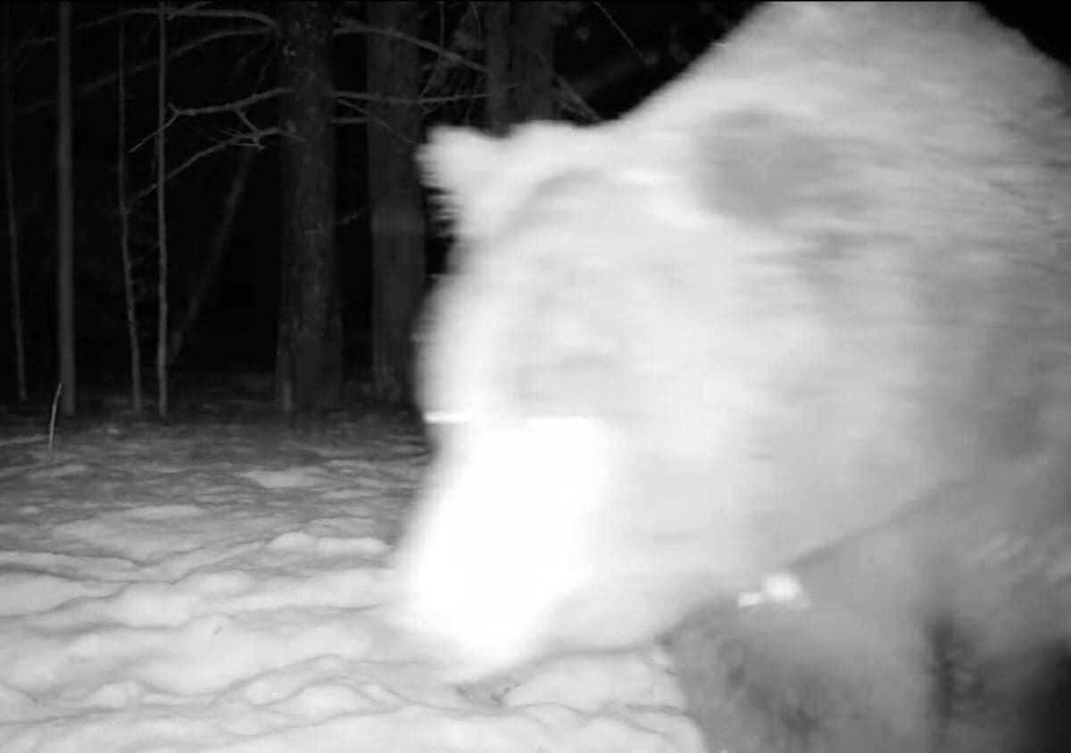 First grizzly bear spring 2025 @ Yellowstone National Park.