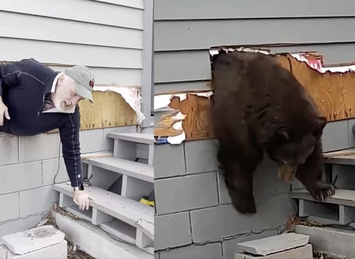 The BEAR League.