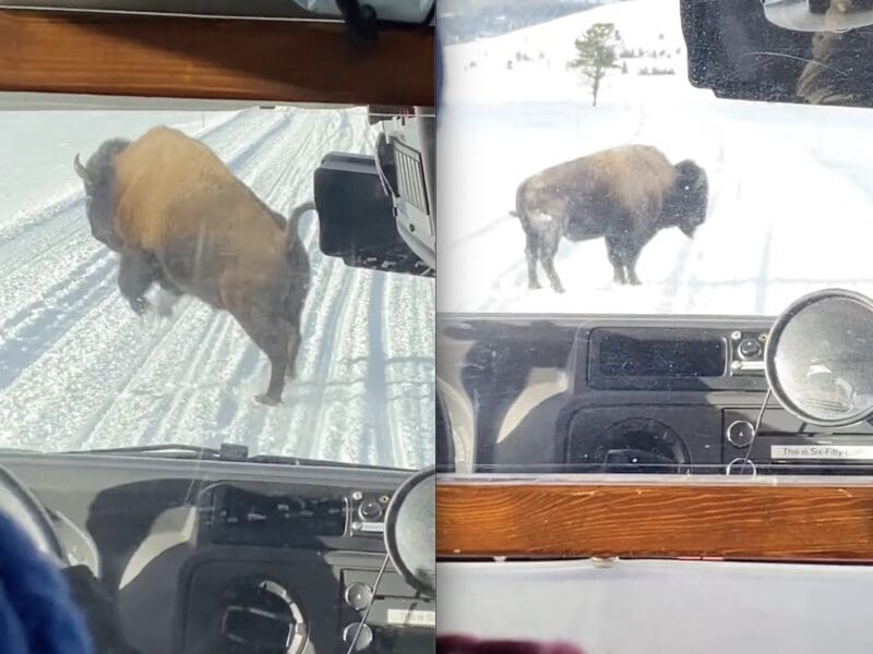 Bison throws tantrum in front of bus @ Yellowstone National Park.