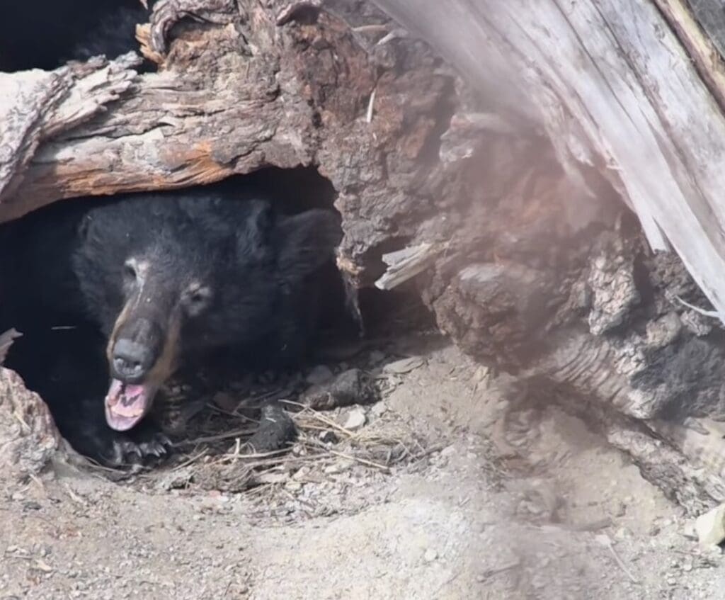 Black bear emerges from hibernation @ Yellowstone National Park.