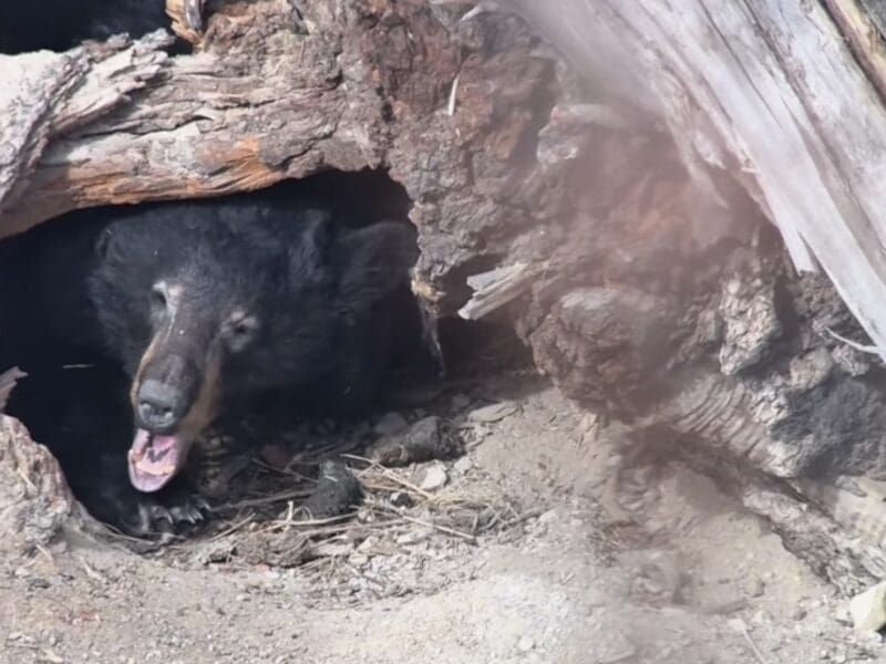 Black bear emerges from hibernation @ Yellowstone National Park.