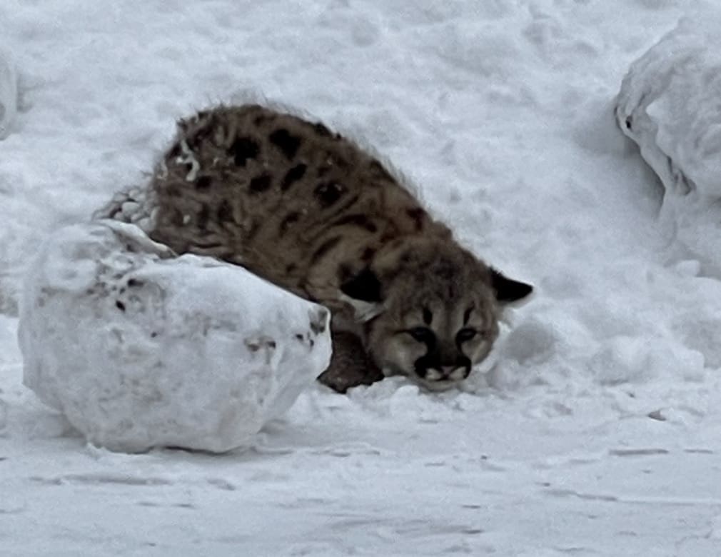 Mountain lion cub spotted in Michigan.