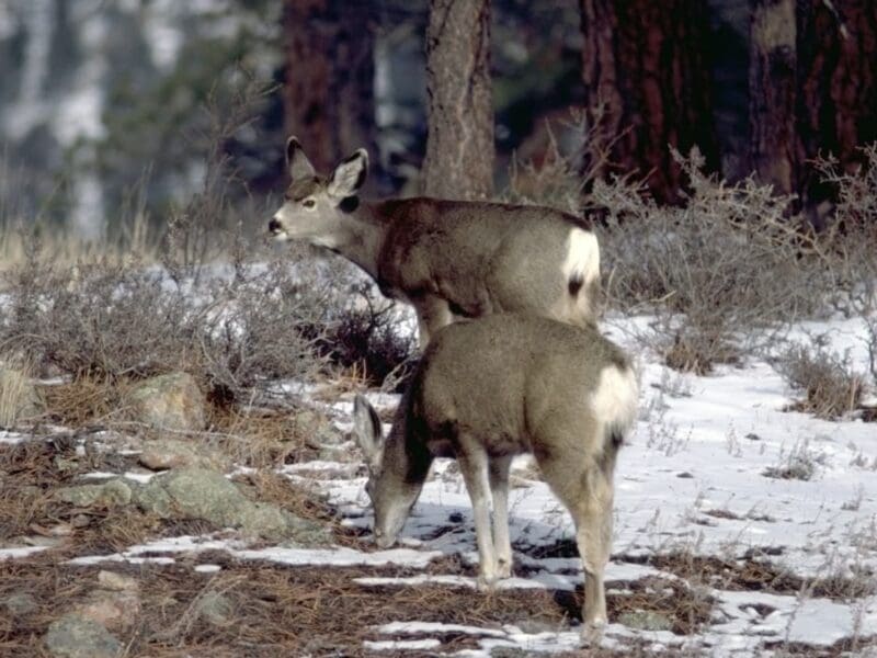 Rocky Mountain National Park PSA hopes you'll protect wildlife on the move.