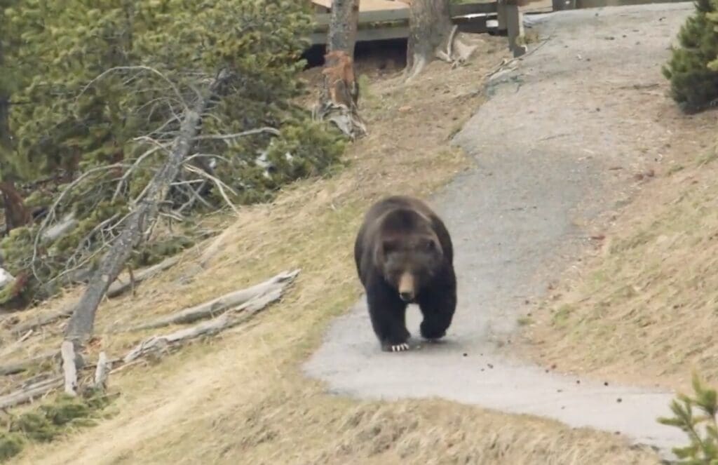 Grizzly bear in Yellowstone National Park.