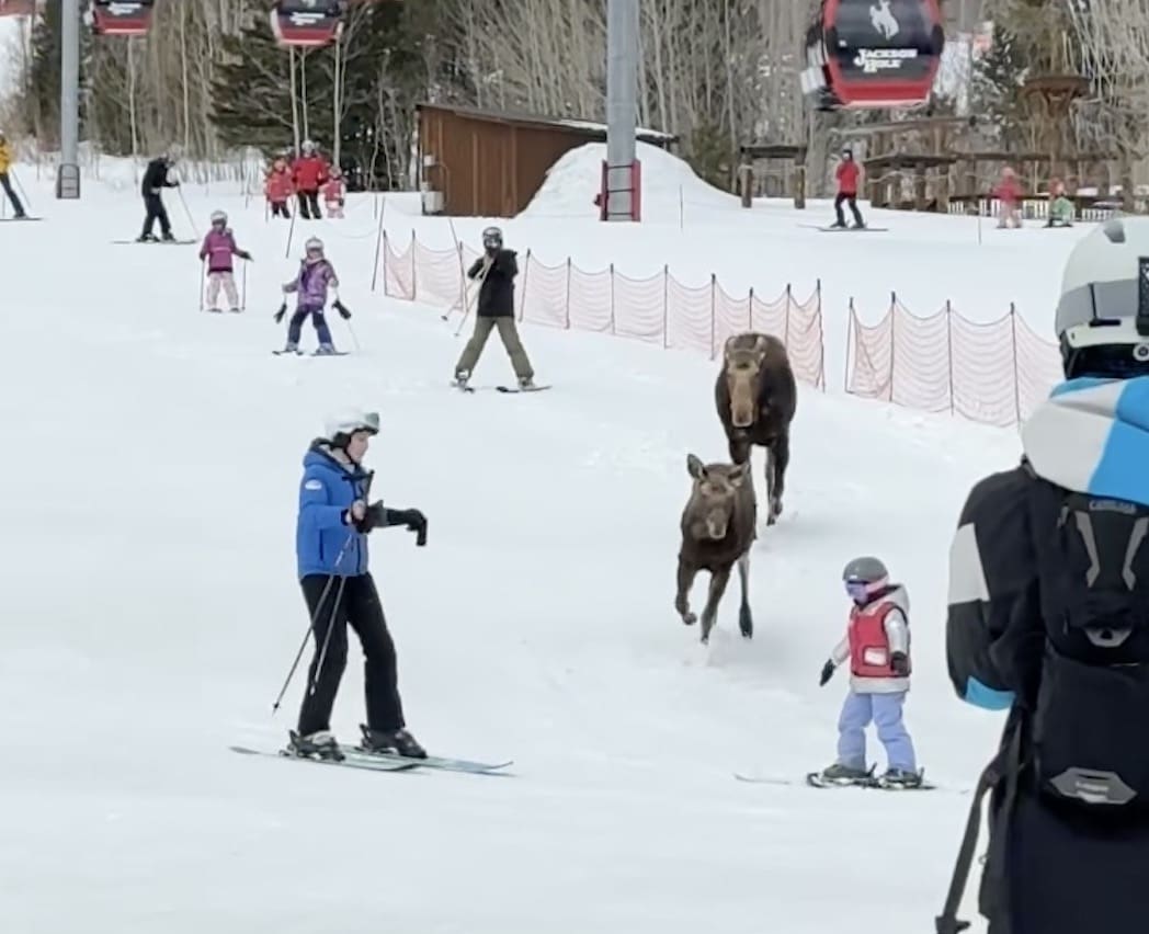 2 moose charge down the slopes of Jackson Hole Mountain Resort.