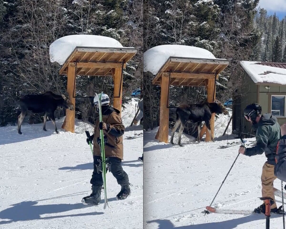 Moose @ Winter Park Resort.