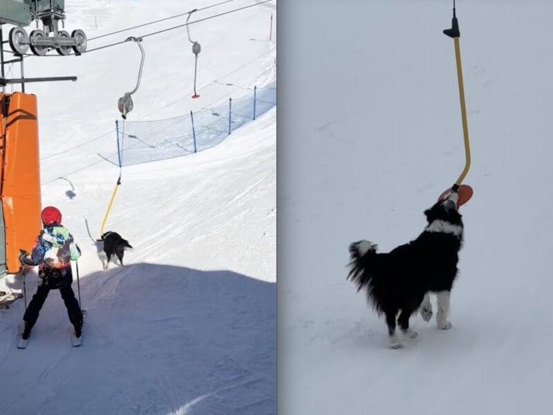 Dog lifty at Dolomiti Superski.