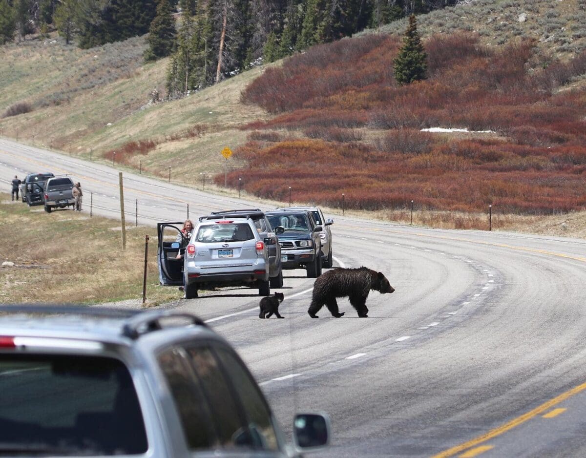 Bear jam @ Togwotee Pass, Wyoming